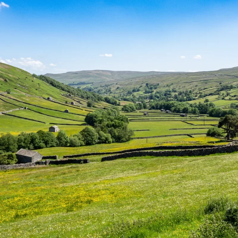 grass fields with trees and blue sky